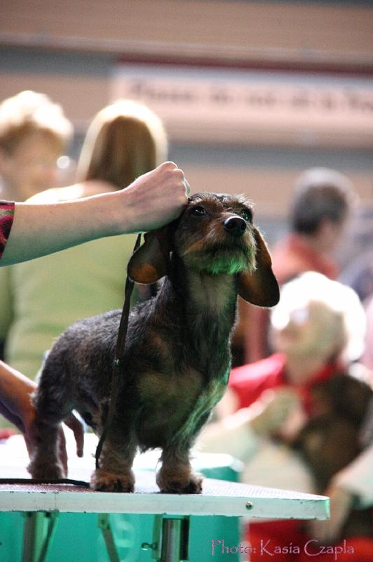 Crufts2011_2 887.jpg